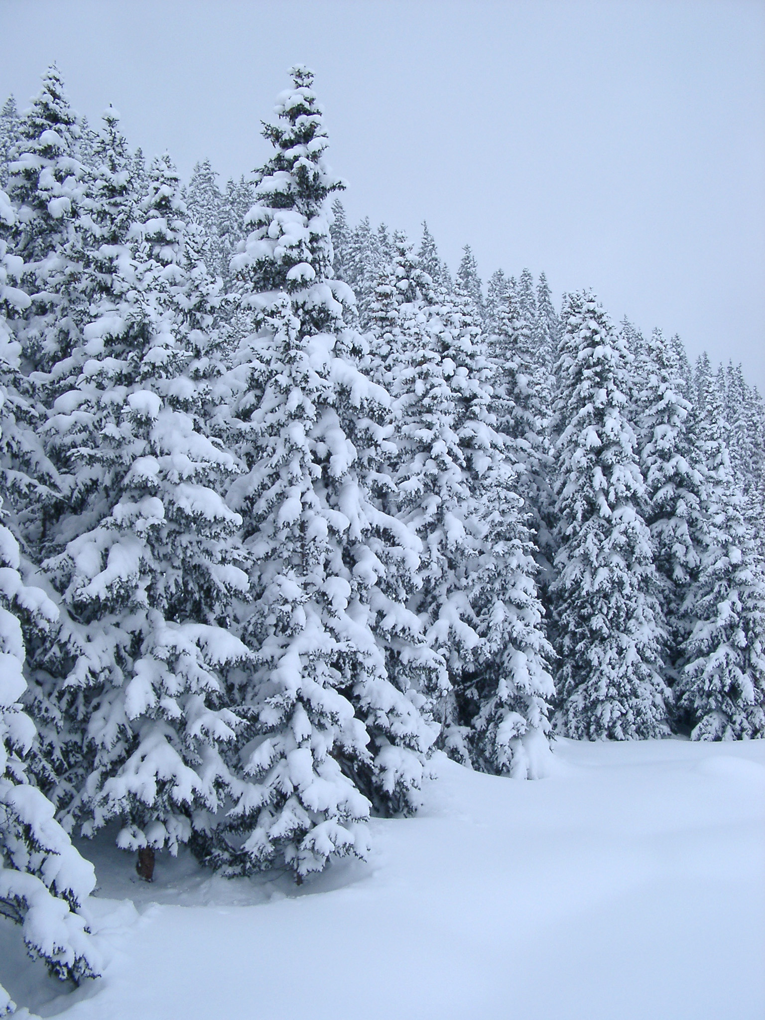 pine trees covered with snow